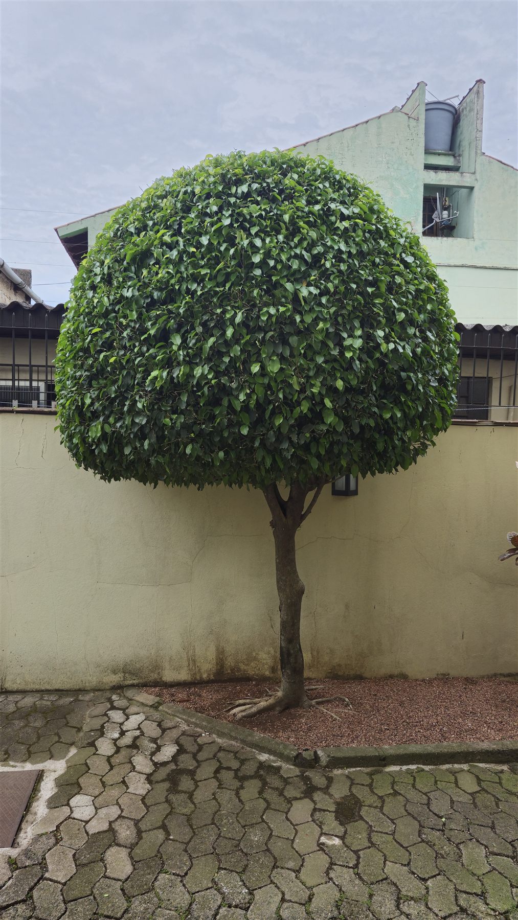 Árvore ornamental com poda de formação